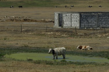 Câmpuri pârjolite de secetă din sudul României | Foto: Vlad Chirea / Libertatea