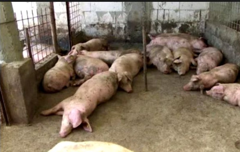 Suspiciune de pestă porcină africană, într-o exploataţie de la marginea orașului Constanţa. Peste 60 de porci au fost sacrificați