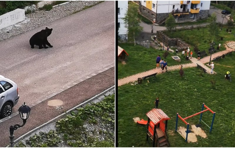 Urs filmat când se apropia de un loc de joacă pentru copii din Predeal - VIDEO