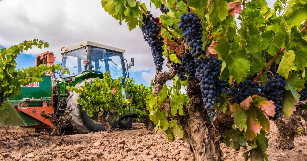 Fotografie cu un tractor verde care recoltează struguri negri într-o vie. Tractorul este înconjurat de viță de vie verde și de un câmp cu sol proaspăt arat. Cerul este parțial înnorat