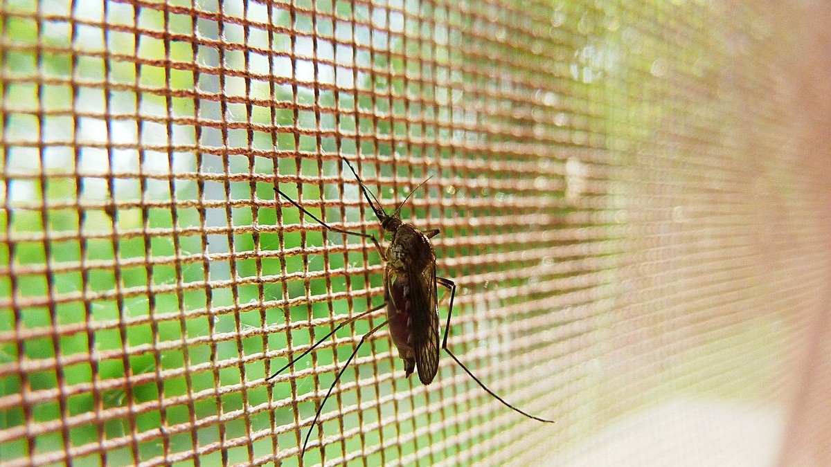 Cum scăpăm de înțepăturile insectelor - plasa de țânțari