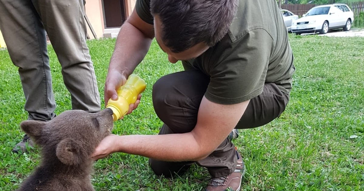 Pui de urs salvat de pădurari, după ce mama lui a fost lovită de un tren, în judeţul Braşov