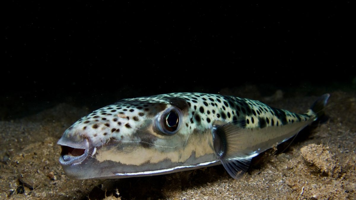 Ce este „peștele-iepure” – Lagocephalus sceleratus, peștele toxic care provoacă îngrijorare în Grecia - Foto Shutterstock.com