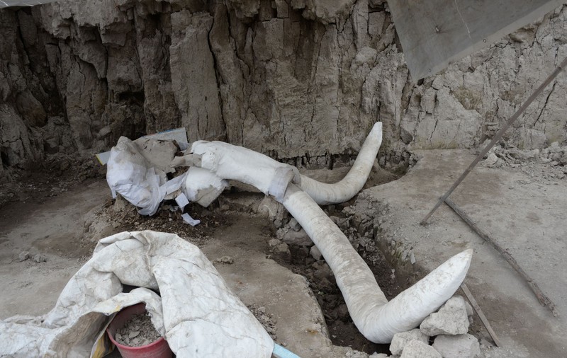 Cinci mamuţi din era glaciară au fost descoperiţi într-un sit arheologic din Marea Britanie