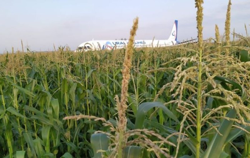 Un avion privat a aterizat într-un lan de porumb!