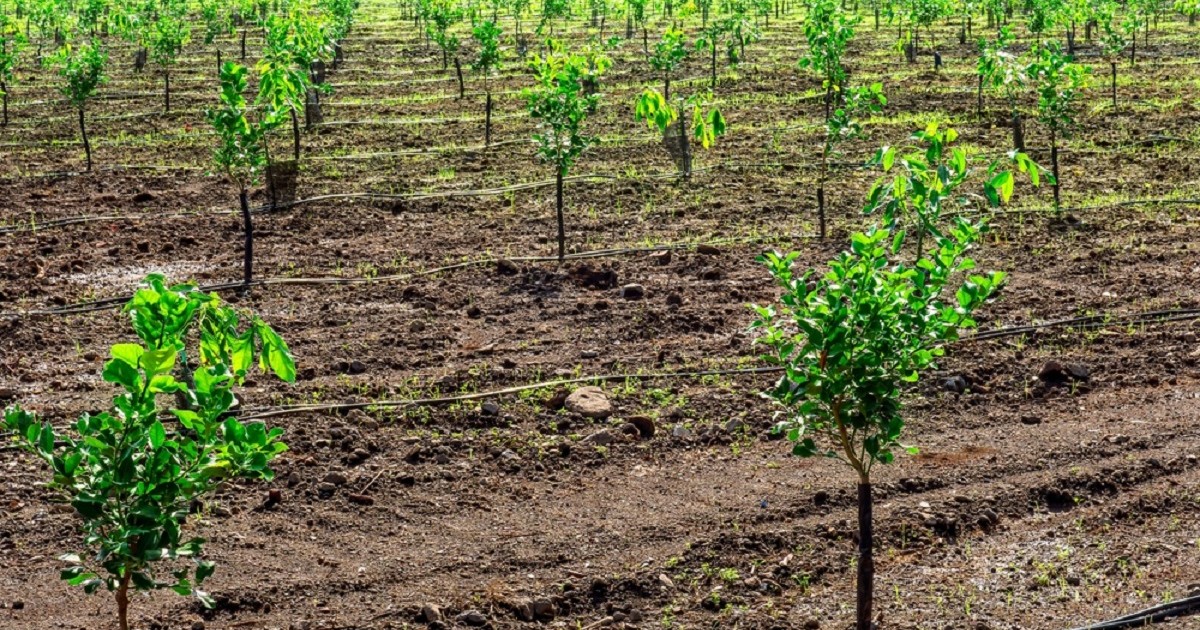 Calendarul de plantare al pomilor fructiferi: primăvară vs toamnă - Imagine cu o livadă cu pomi fructiferi recent plantaţi