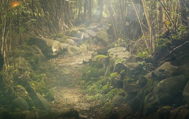 Un român a murit într-o pădure din Austria