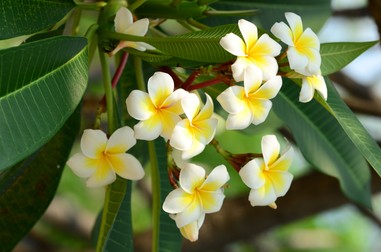 Flori de Plumeria