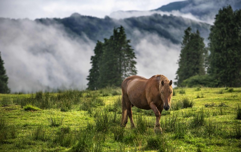 Țara europeană în care caii sălbatici au devenit o atracție pentru turiști: „Erau odată coloana vertebrală a agriculturii”