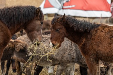 Hrana animalelor de la Măriuţa este asigurată din donaţii