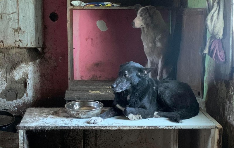 Imagini de nedescris într-o casă dintr-o comună suceveană unde o femeie trăia cu 14 câini și 3 pisici, închiși toți într-o cameră cu ferestrele bătute în cuie