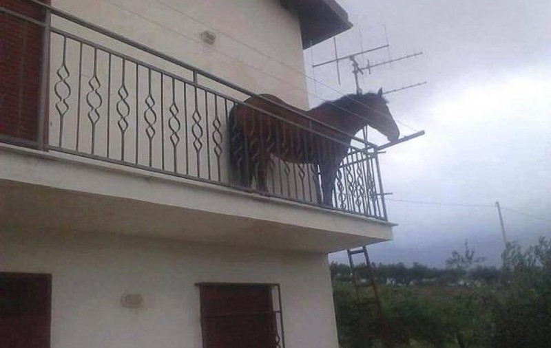 Cal fotografiat în "balconul unei case din Cluj" - poza virală de origine necunoscută