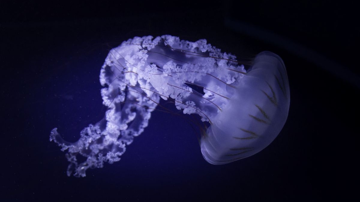 meduza luminată în mov, văzută pe un fundal închis la culoare
