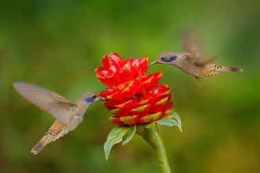 Pasărea Colibri
