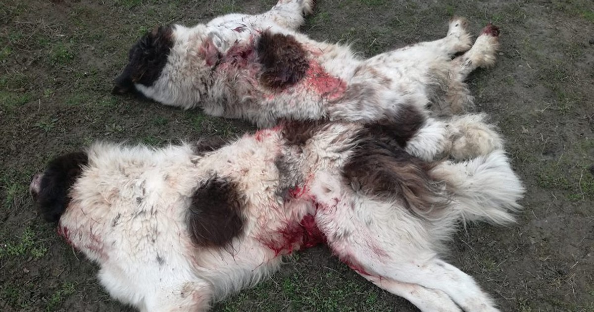 Câinii unei familii din Botoșani au fost împușcați
