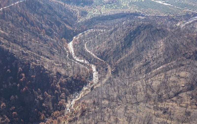 Date sumbre privind clima în Europa, în 2023. O suprafață de pădure cât Londra, Paris și Berlin la un loc a fost distrusă de incendii. Ce alte fenomene extreme au adus schimbările climatice