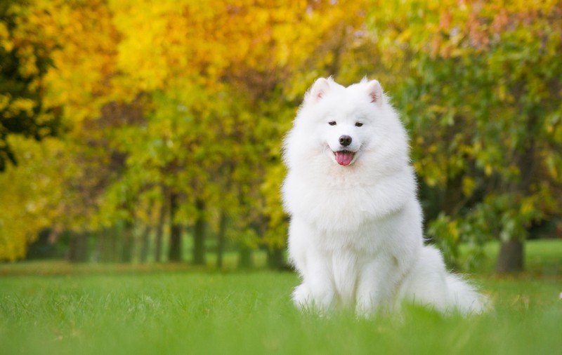 Samoyed - ce caracteristici are patrupedul cu "zâmbet Samoyed"