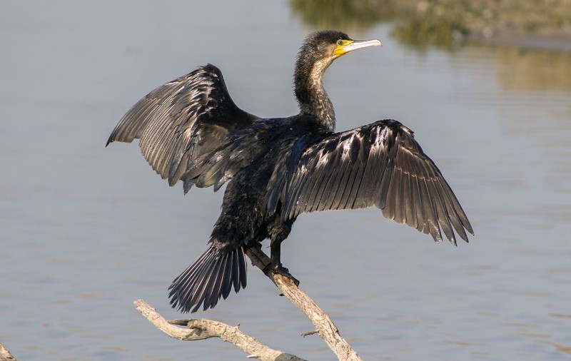 Petre Daea are aliați în ofensiva contra cormoranilor. Un proiect de lege al unor parlamentari va permite vânătoarea acestora