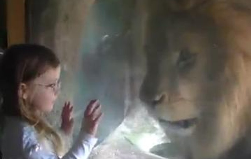 Întâlnire de gradul zero: uite ce se întâmplă când o fetiţă şi un leu furios ajung faţă în faţă, la doar câţiva centimetri distanţă | VIDEO