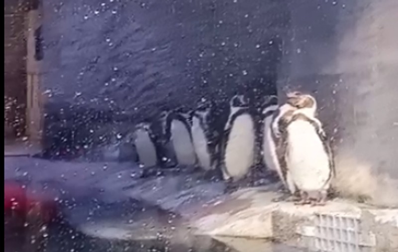 Record de vizitatori la Zoo Brașov. Pinguinii, focile și lei de mare au făcut senzație