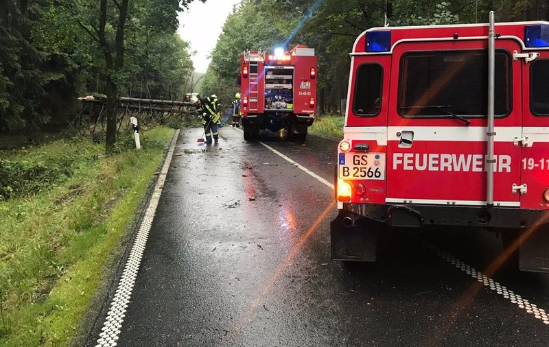 Trei români au tăiat un copac de 40 de metri direct peste o mașină care circula pe o șosea din Germania