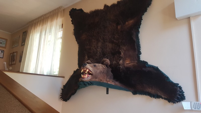 Unul dintre urşii-problemă recoltaţi de Mărmureanu a ajuns decor în sediul asociaţiei