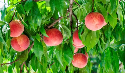 De ce este recomandat să mănânci piersici cu coajă. Sfatul nutriționiștilor pentru această vară