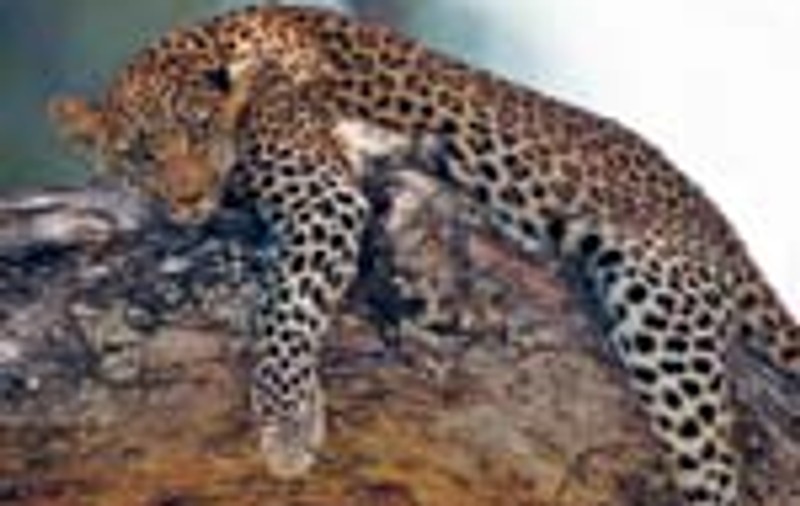 Leopard filmat non-stop timp de 3 ani 