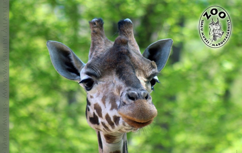 A murit Gina, singura girafă din România
