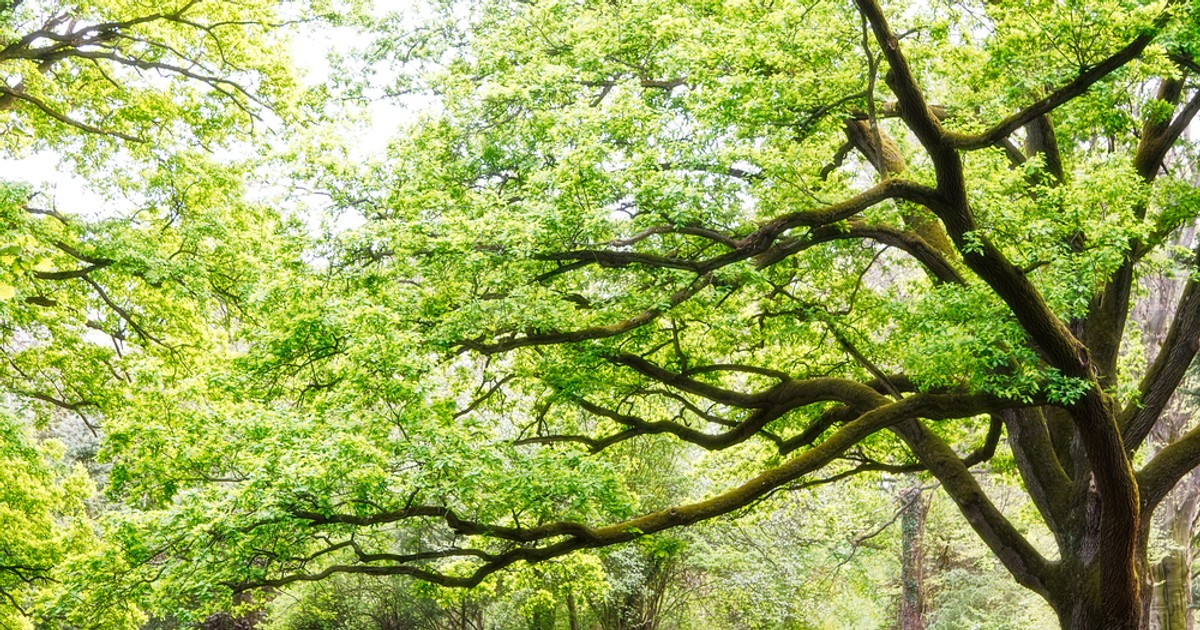 Cei mai interesanți copaci din lume - arbori impresionanți