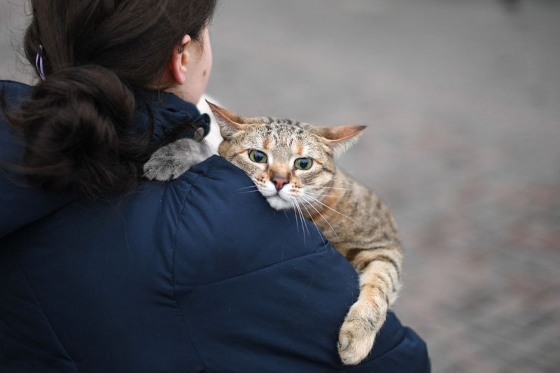 Oamenii și-au luat în grabă câteva lucruri și animalele și părăsesc capitala. Femeie cu pisicile ei în brațe, la metroul din Kiev | Foto: Profimedia