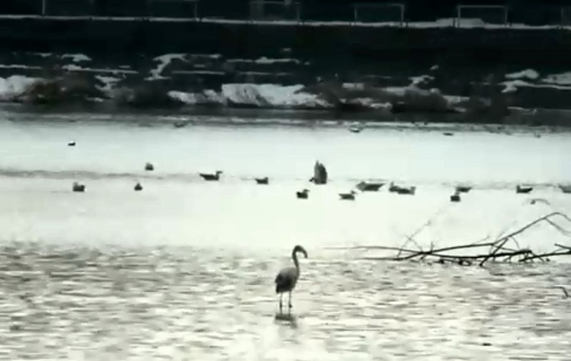 Pasărea care a surprins pe toată lumea, la marginea Piteștiului. Iarna a găsit-o la un baraj