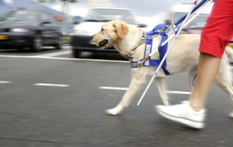 Câinele-ghid pentru persoanele cu handicap grav,  acces „liber și gratuit” în magazine, transport în comun și alte spații publice. Legea a fost promulgată