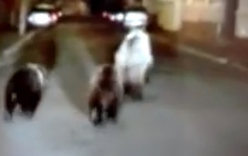O ursoaică cu doi pui a coborât în Făgăraș și s-a plimbat pe străzile din centrul orașului. Animalele sălbatice, alungate de jandarmi / VIDEO