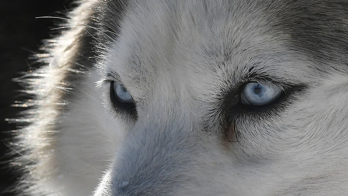 Husky