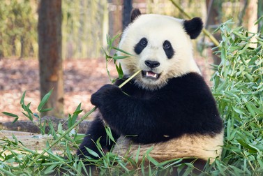 Curiozitati despre ursul panda