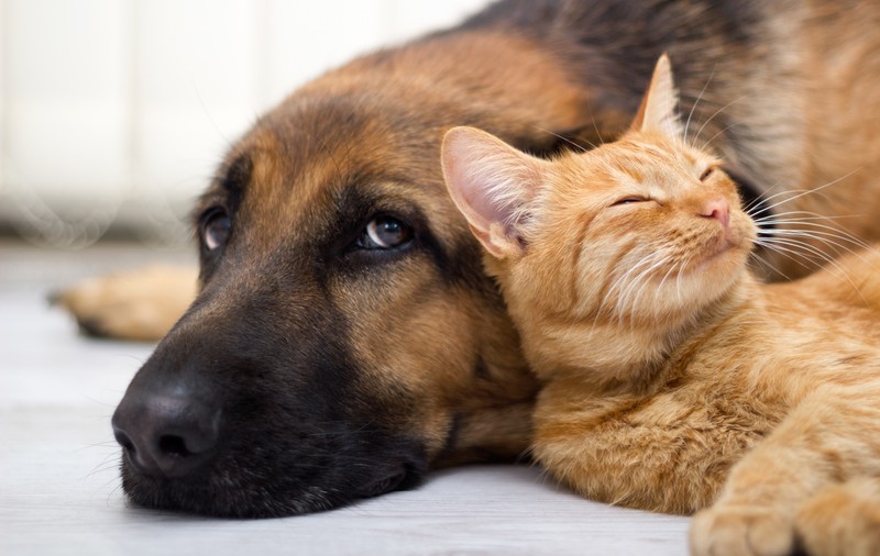 Se înţeleg precum câinele şi pisica? Aşa faci pace între animalele tale de companie