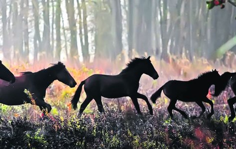 Animalele salvate din drumul spre abator, mutate, ieri, în Pădurea Letea
