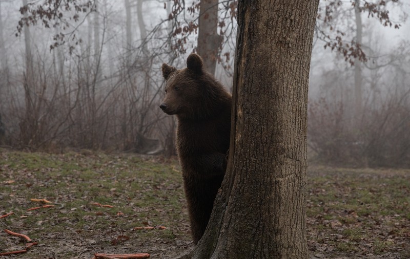 Bărbat atacat de urs într-o pădure din Harghita. „L-a ajuns din spate, l-a târât”