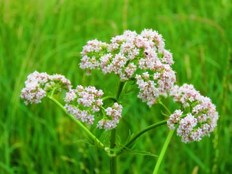 Anason - Pimpinella anisum