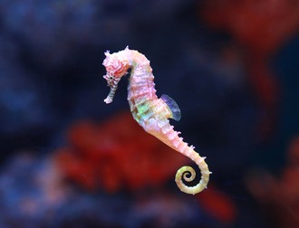 Căluț de mare - cele mai mici animale din lume
