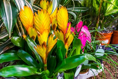 Vriesea Bromelia