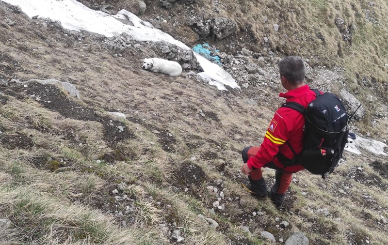 Un câine căzut într-o prăpastie de 200 metri în Bucegi, recuperat de salvamontişti după o intervenţie de 3 ore