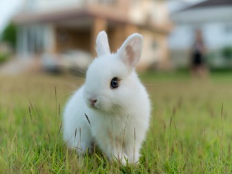 Cele mai mici animale din lume - iepurele pitic