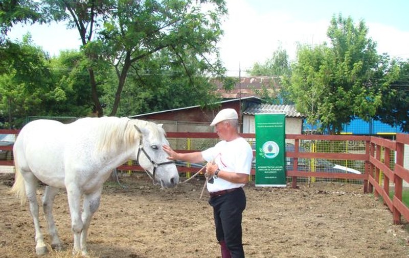 O familie din Dorohoi al cărei copil a murit încercând să salveze un mânz, a primit un nou căluţ