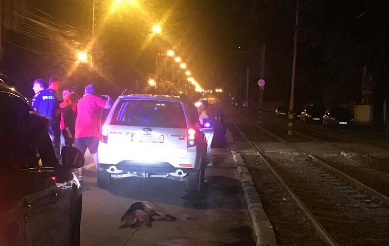 Câine legat de mașină și târât prin trafic în Oradea. Scena revoltătoare a fost filmată / VIDEO