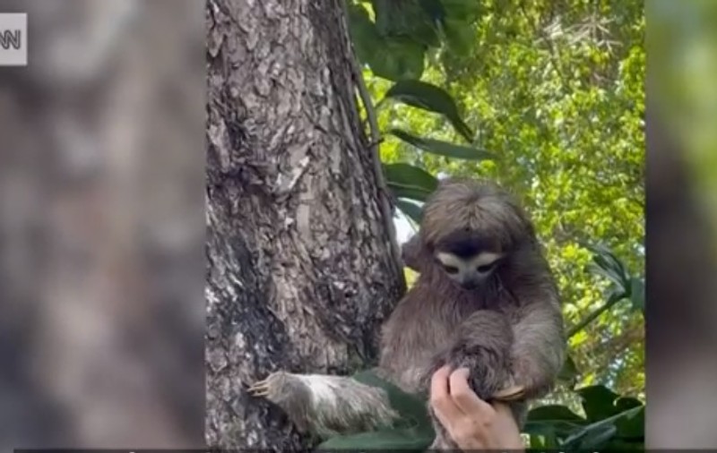 Pui de leneş, returnat mamei sale după ce a căzut din copac. Momentul emoționant, filmat de salvatori