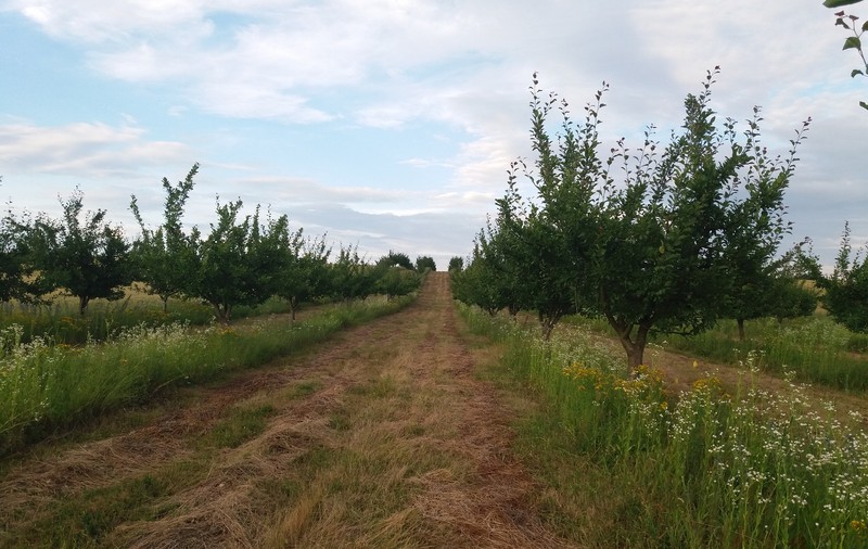 Suma minimă cu care statul vrea să-i ajute pe românii cu terenuri agricole. Reacția unei foste membre CNA: "Zăăău?! 3000 de euro?!"