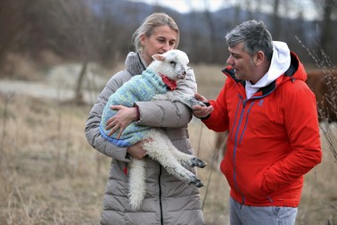 Marius și soția lui, Elena, îngrijesc acum ca pe un copil o oiță pe nume Tina
