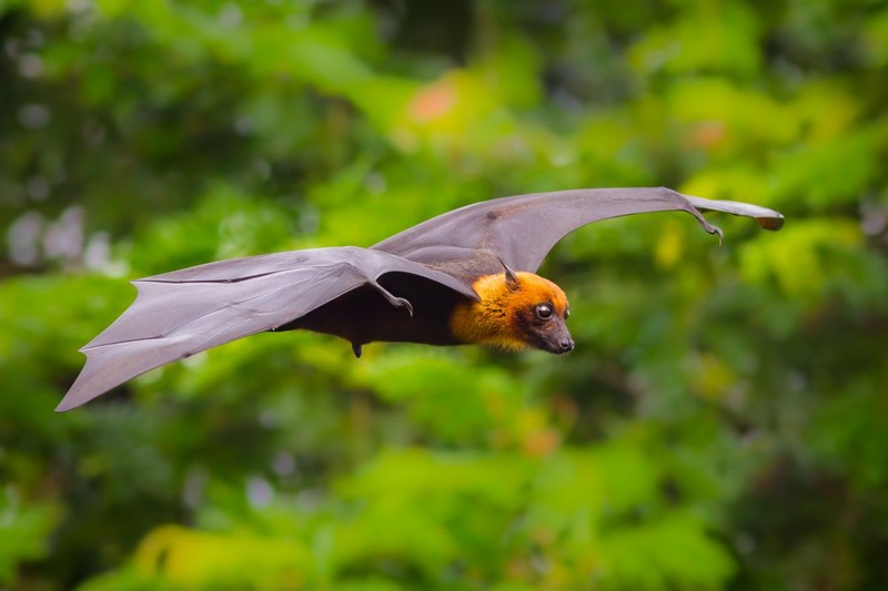 Liliacul de fructe, gazdă a virusului nipah | FOTO: Shutterstock